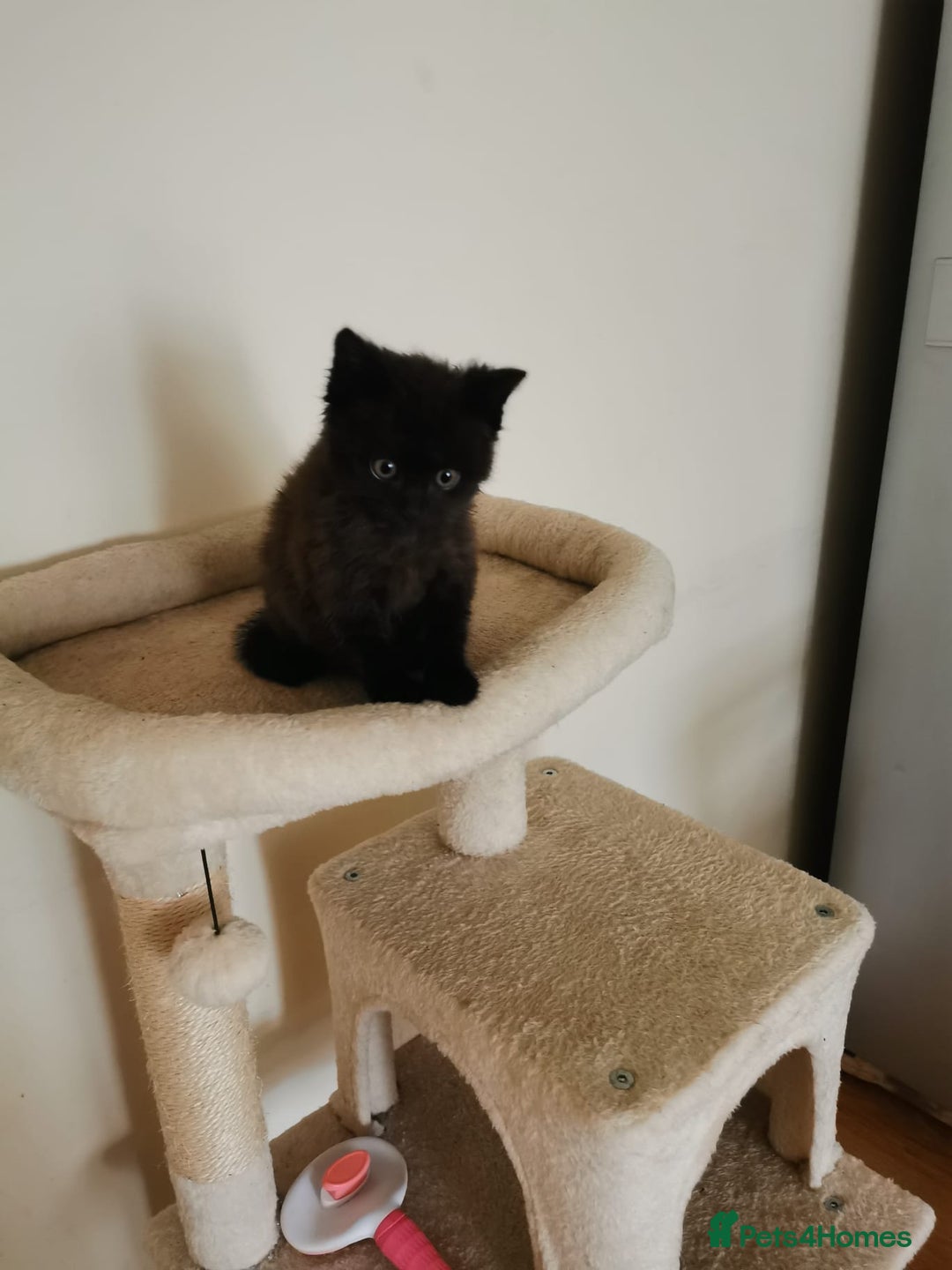 Mixed Breed cats for sale: Kitten  - Advert 2