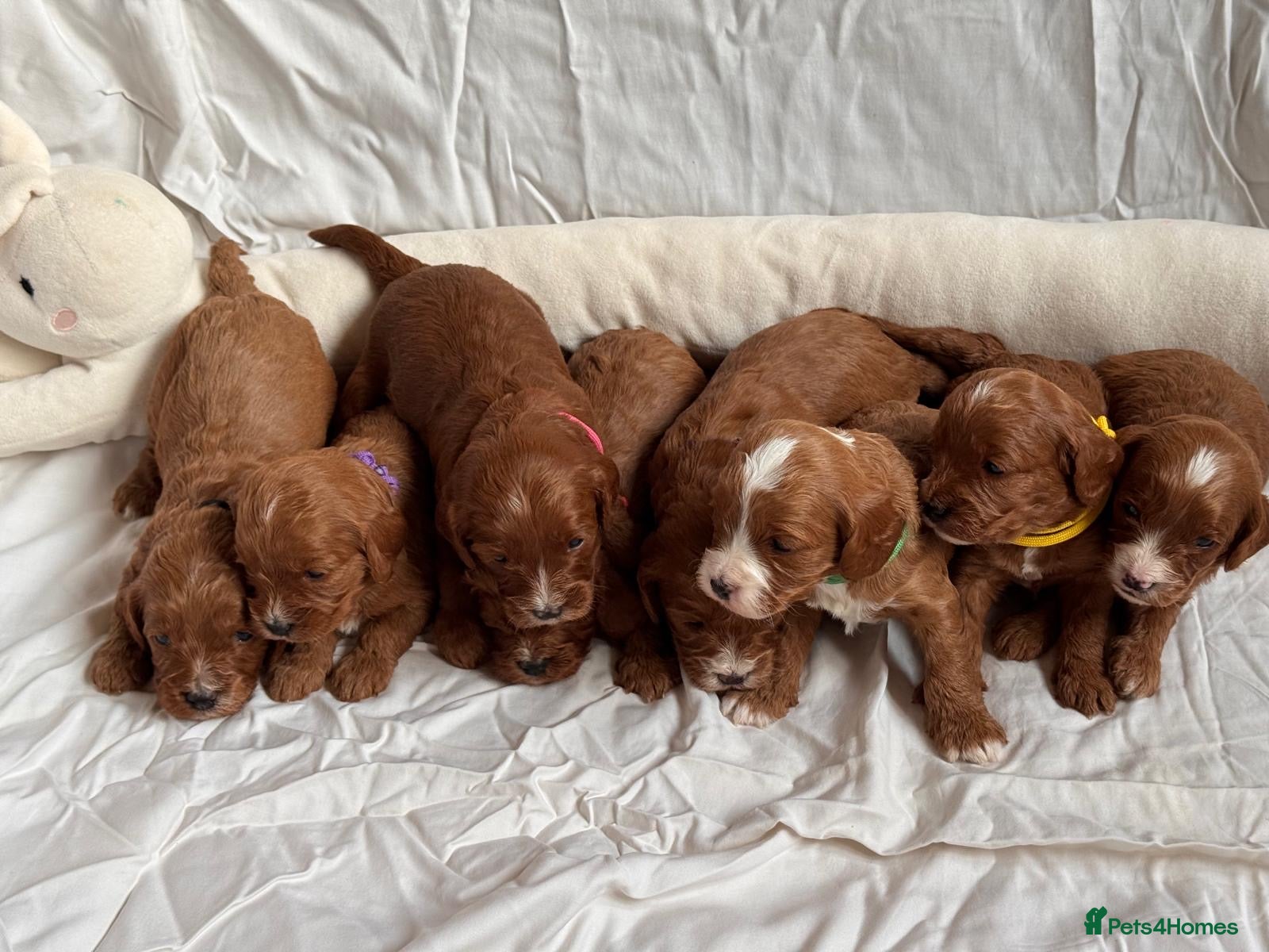 Cavapoo dogs Cavapoo Puppies-Perfect Family Companions - Advert 1