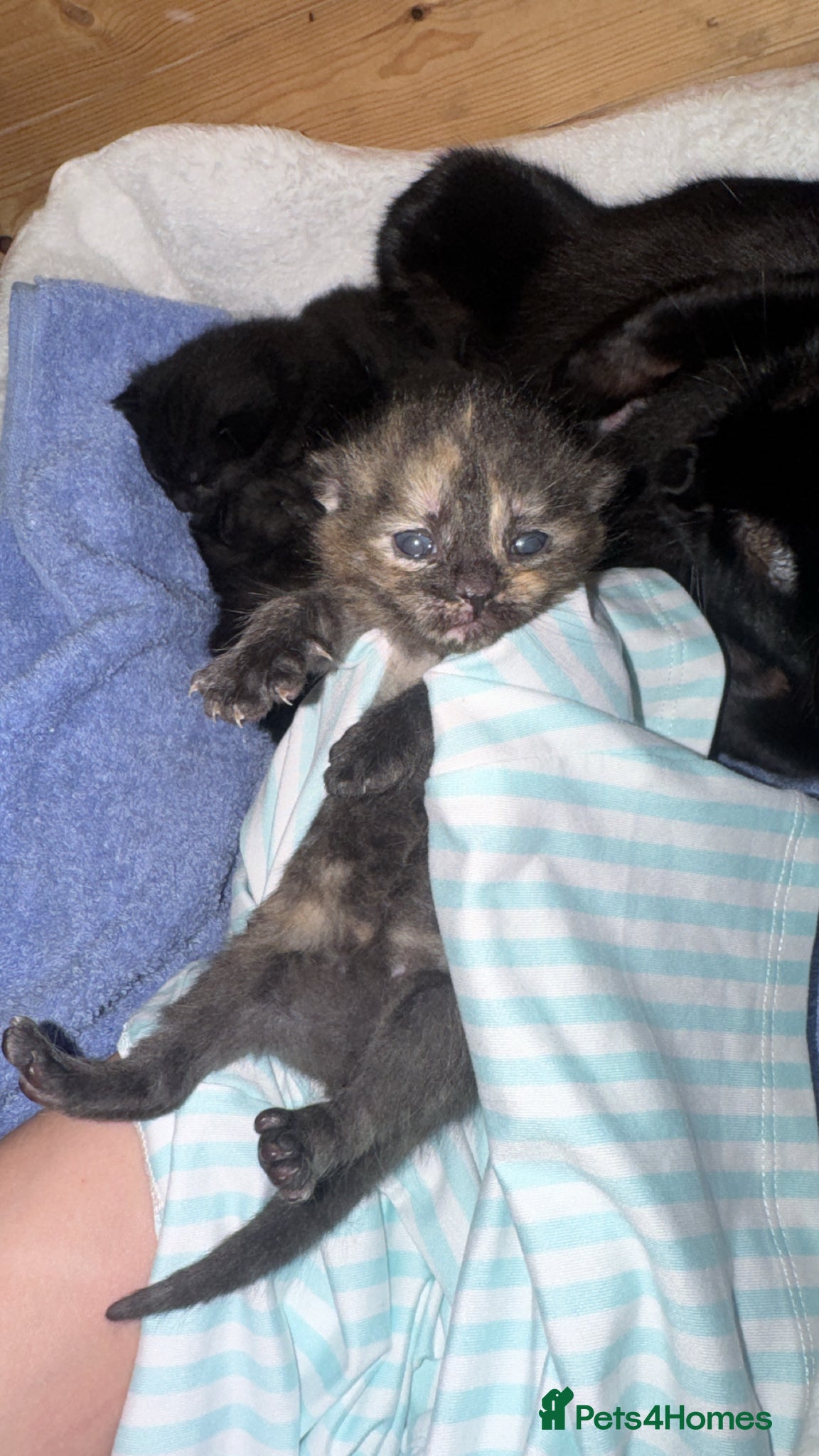 Mixed Breed cats kittens  - Advert 5