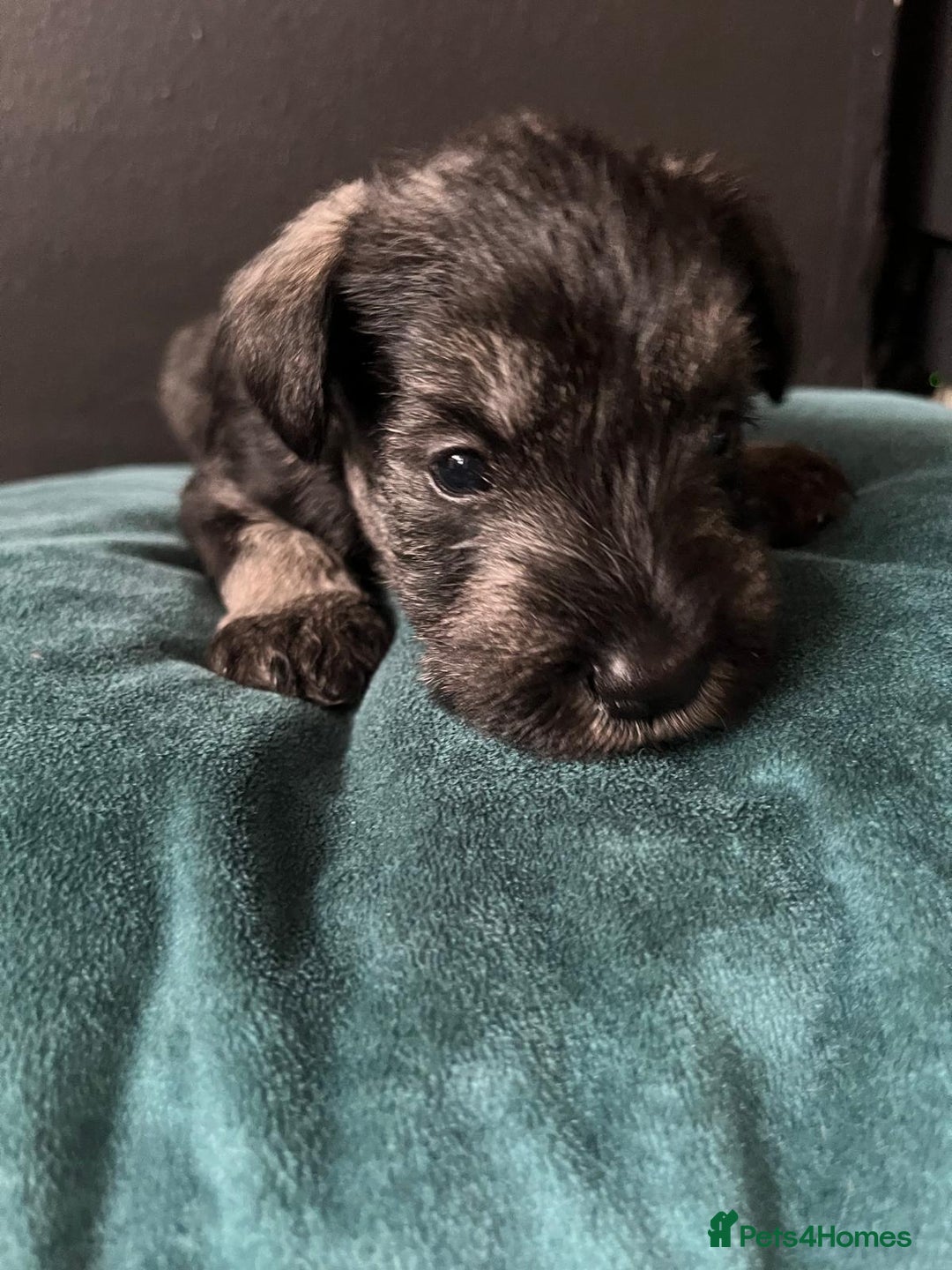 Miniature Schnauzer dogs for sale: Curious, playful and loving litter KC pups ❤️ - Image 30