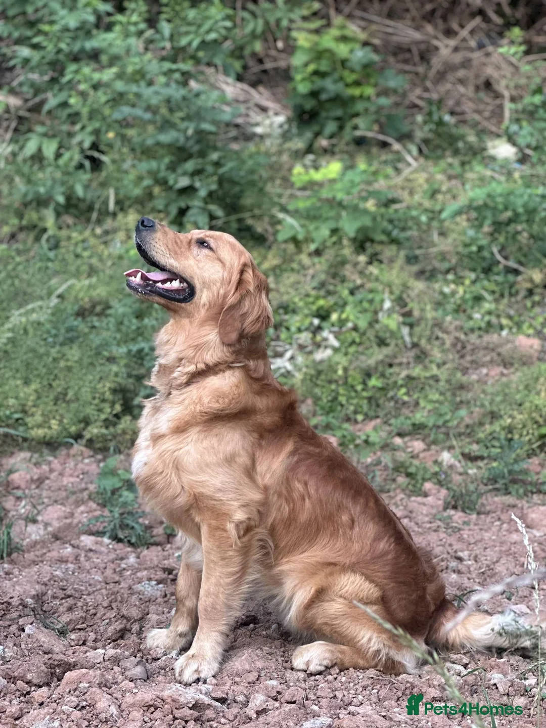 Golden Retriever dogs for stud: PROVEN Big Boned KC Golden Retriever Stud - Advert 2