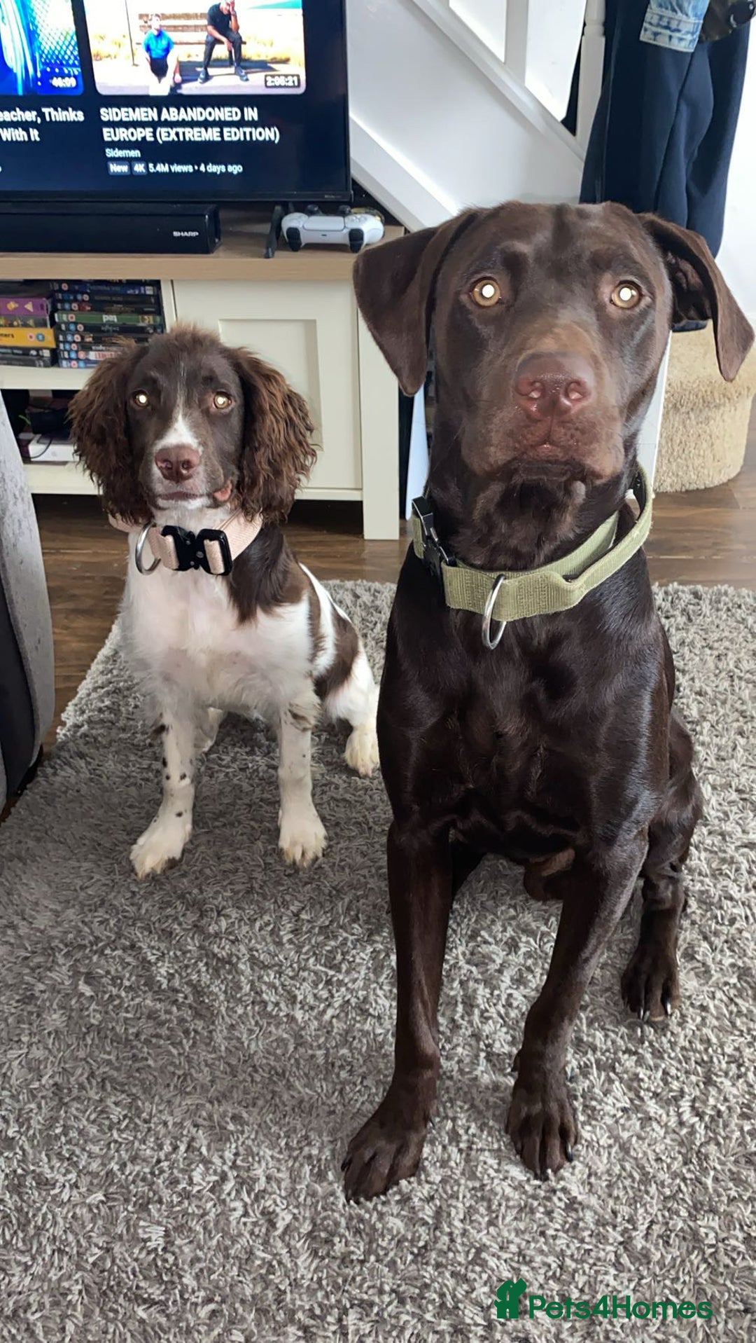 Labrador Retriever dogs for stud: Chocolate Labrador for stud - Image 3