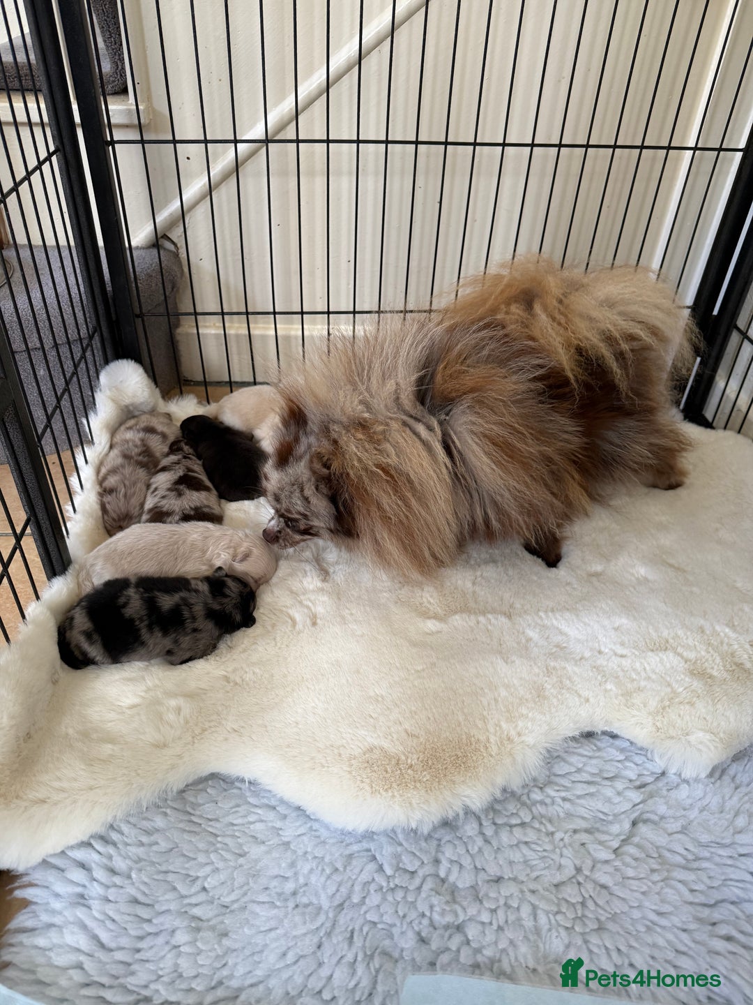 Pomeranian dogs for sale: BEAUTIFUL POMERANIAN PUPPIES  - Image 25