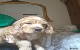 Cocker Spaniel dogs for sale: Beautiful and sweet puppy😊 - Image 28