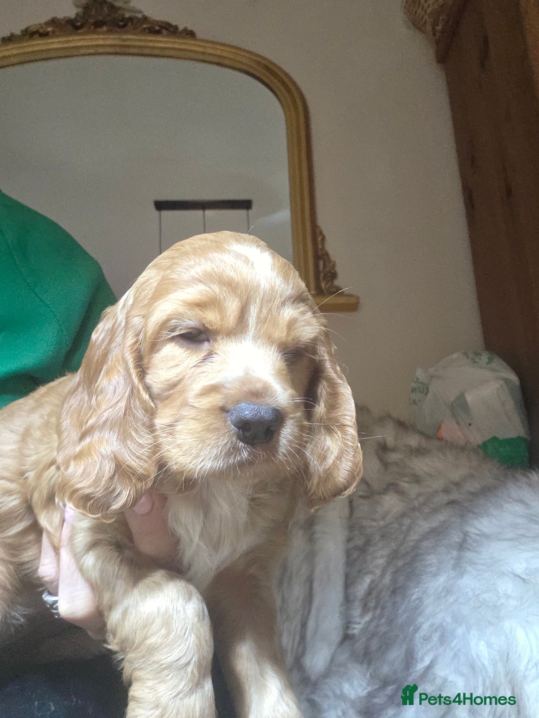 Cocker Spaniel dogs for sale: Beautiful and sweet puppy😊 - Image 28