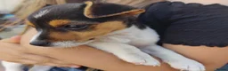 Jack Russell dogs for sale: Fast Feet, Bright Minds & Loving Hearts in Glasgow - Advert 4