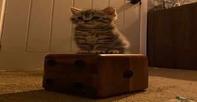 British Shorthair cats - Advert 8
