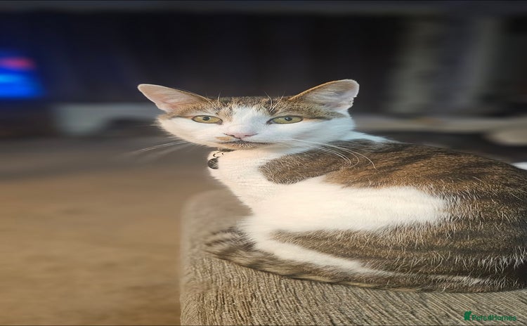 Mixed Breed cats - Advert 1