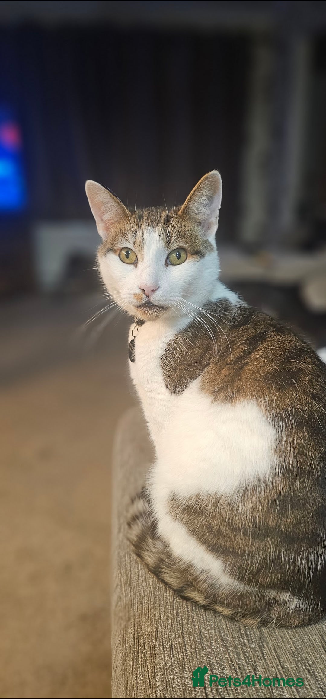 Mixed Breed cats for sale: Male cat for rehoming - Image 1
