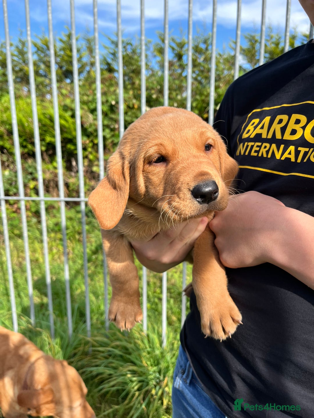 Labrador Retriever dogs for sale: 💛💛 Excellent Labrador Pups 💛💛 - Image 17