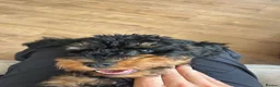 Cockapoo dogs for sale: Milo 5 month old cockapoo in Preston - Advert 2
