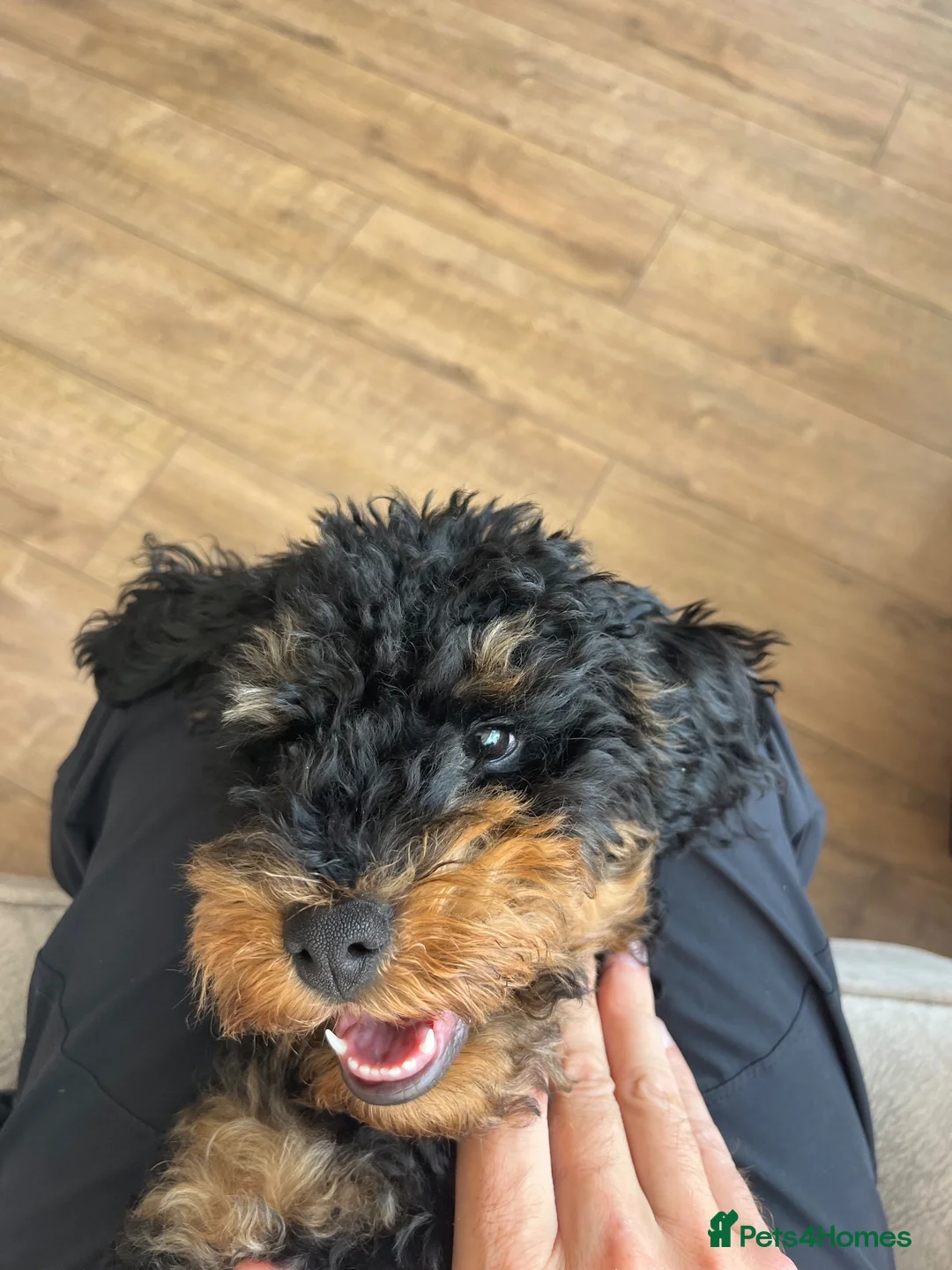 Cockapoo dogs for sale: Milo 5 month old cockapoo in Preston - Advert 2