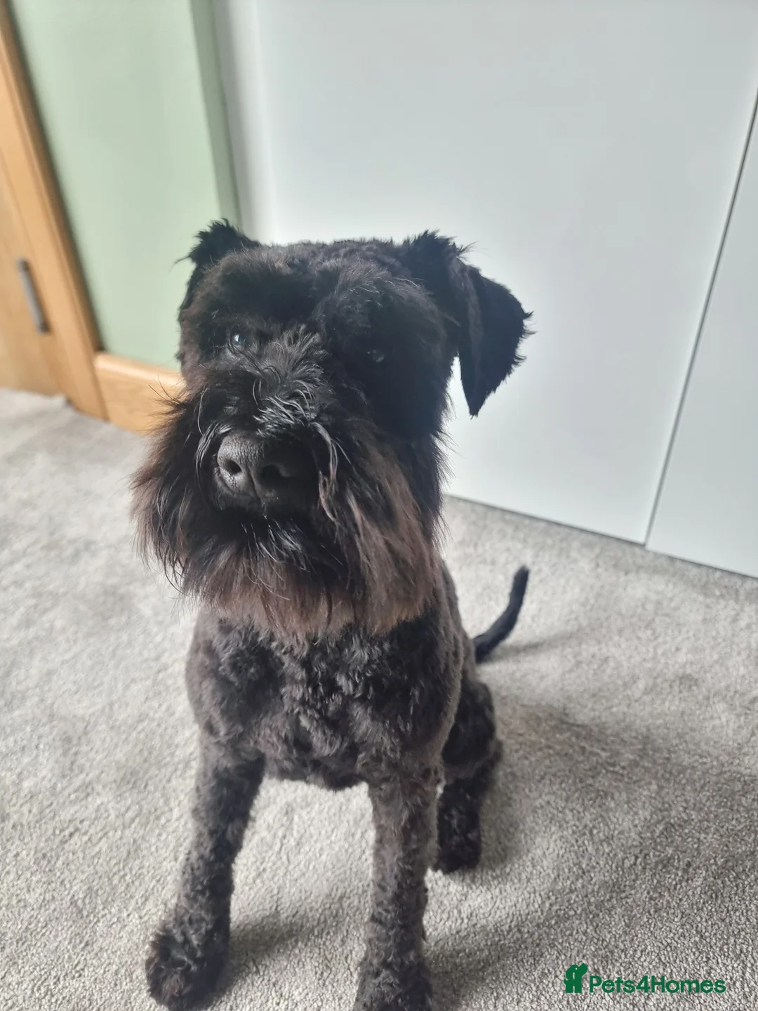 Miniature Schnauzer dogs for stud: Minature Schnauzer for Stud in Glasgow - Advert 3