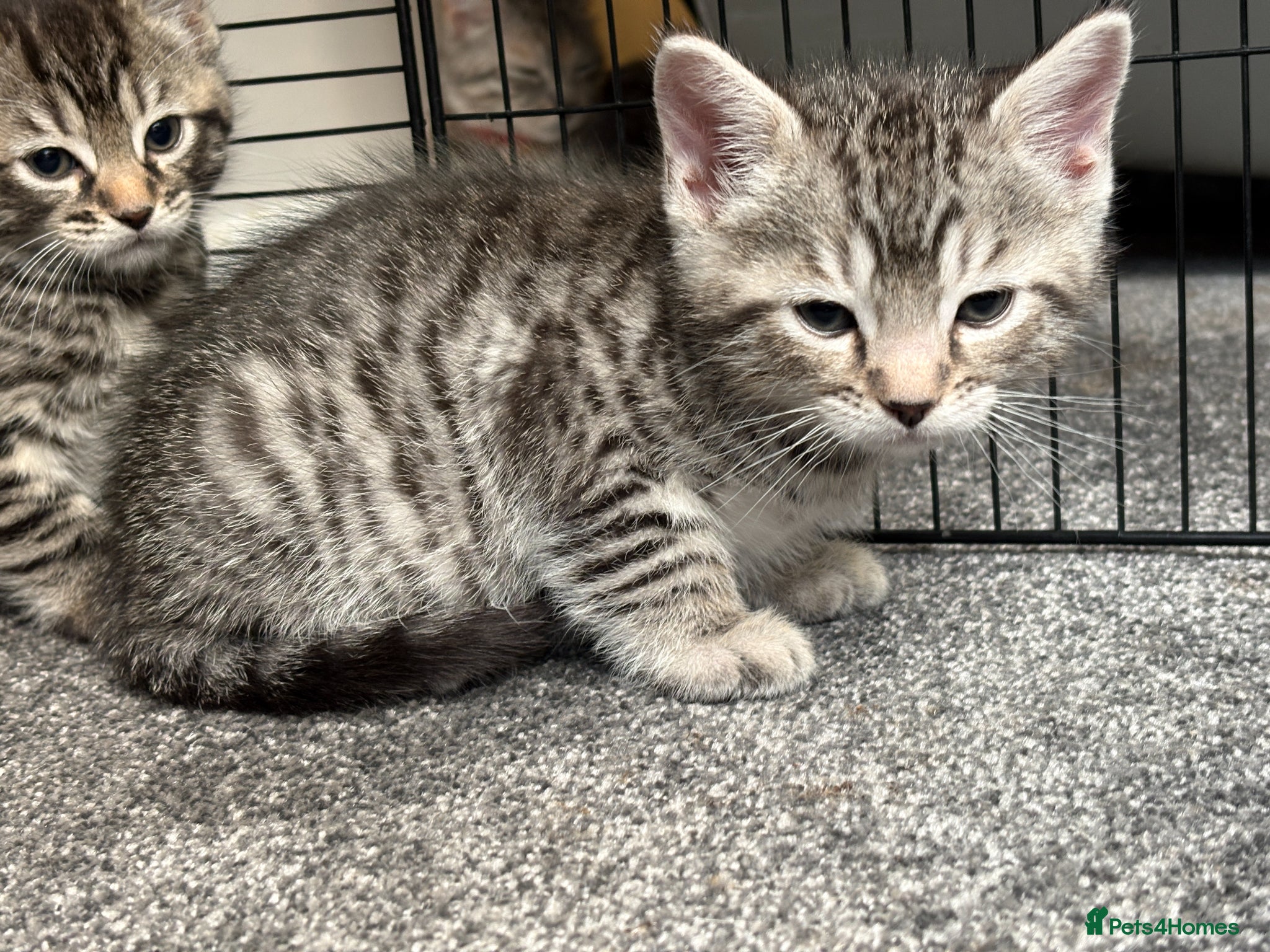 Bengal cats 2 Bengal Mix Kittens. White Female - Grey male  - Advert 1