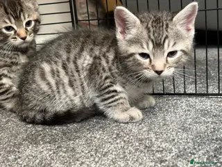 Bengal cats 2 Bengal Mix Kittens. White Female - Grey male - Advert 2