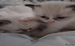 Ragdoll cats for sale: Beautiful Bluey  -unique little fluffy lovelies  - Image 2