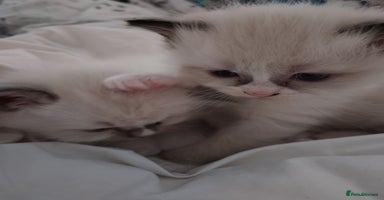 Ragdoll cats - Advert 5