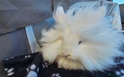 Lionhead rabbits for sale: Double mane lionheads  - Advert 6