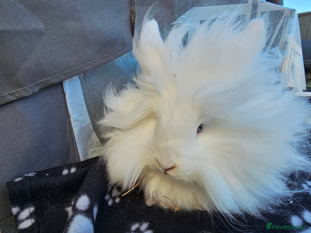 Lionhead rabbits for sale: Double mane lionheads  - Advert 6