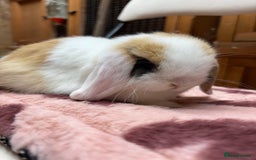 Dwarf Lop rabbits for sale: Stunning friendly dwarf lops  - Image 21