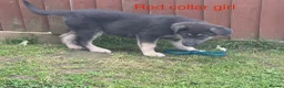 German Shepherd dogs for sale: RARE BLUE GERMAN SHEPHERD PUPPIES KC  - Advert 8