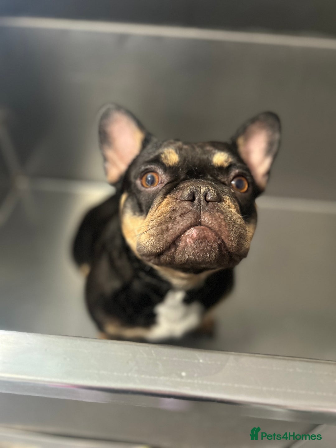 French Bulldog dogs for sale: 2 year old frenchie female - Advert 1