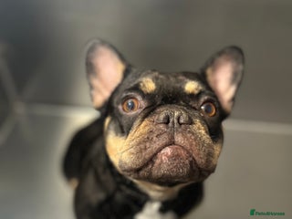 French Bulldog dogs 2 year old frenchie female - Advert 12