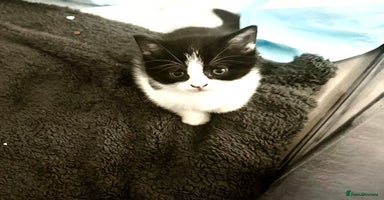 British Shorthair cats - Advert 6