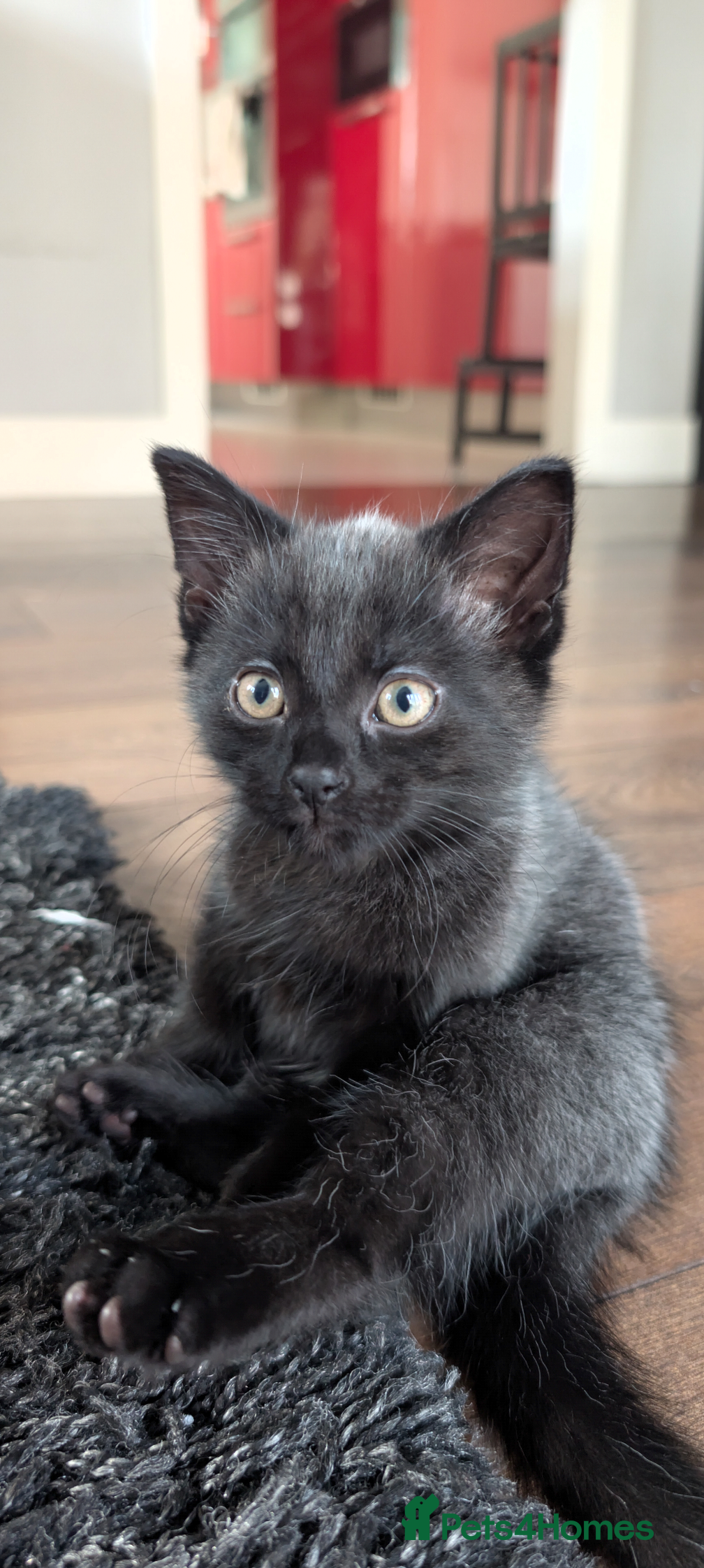 Mixed Breed cats British longhair X mixed breed  - Advert 2