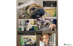 Shar Pei dogs for stud: EXPERIENCED LICAC DILUTE STUD **WELL PROVEN** in Wetherby - Image 11