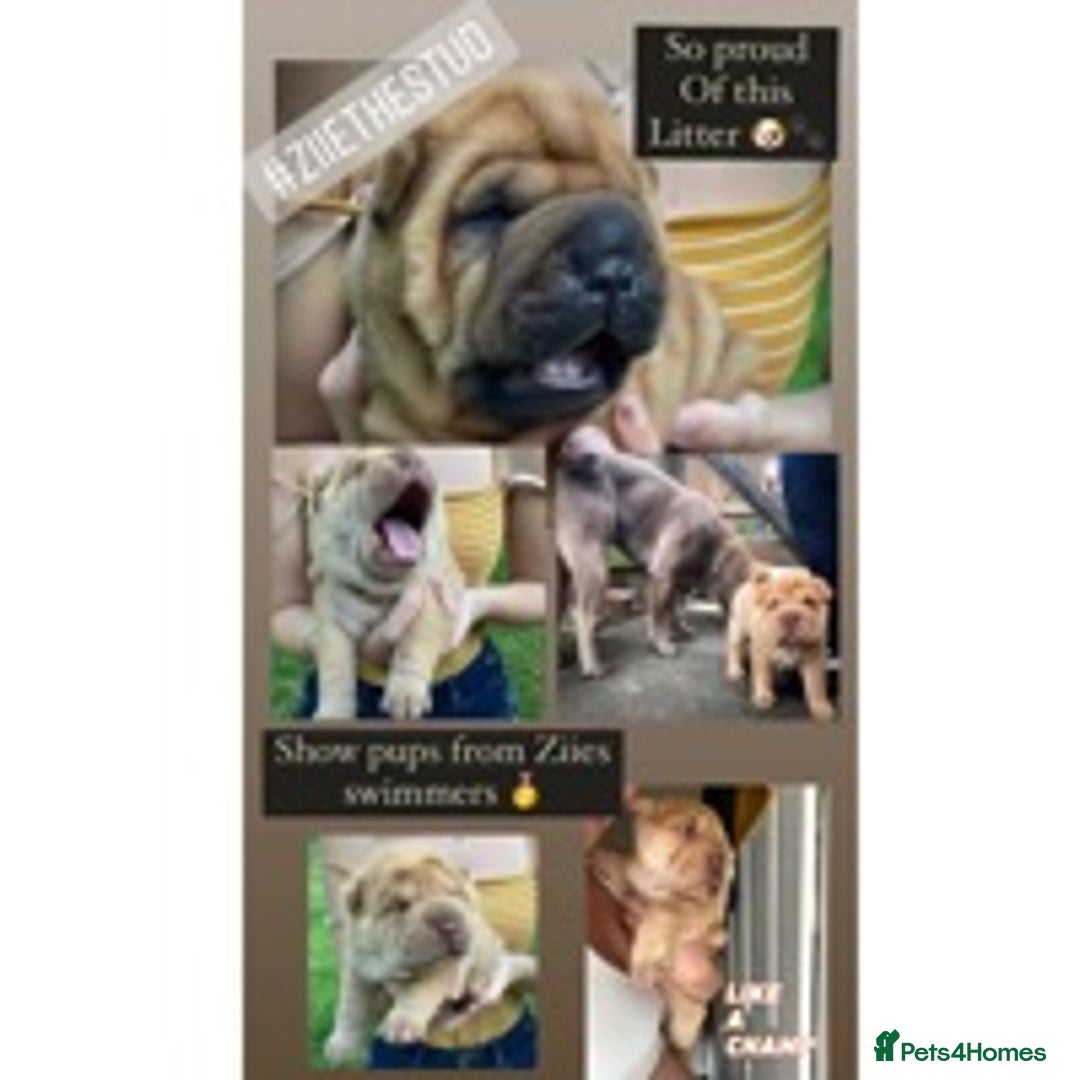 Shar Pei dogs for stud: EXPERIENCED LICAC DILUTE STUD **WELL PROVEN** in Wetherby - Image 11