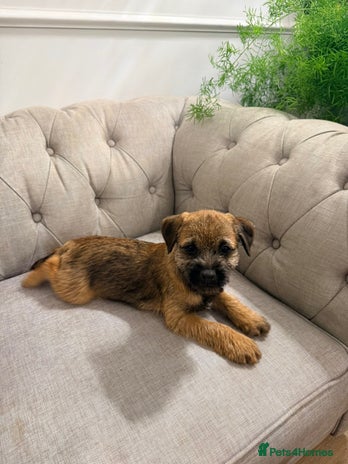 Border Terrier dogs - Advert 1