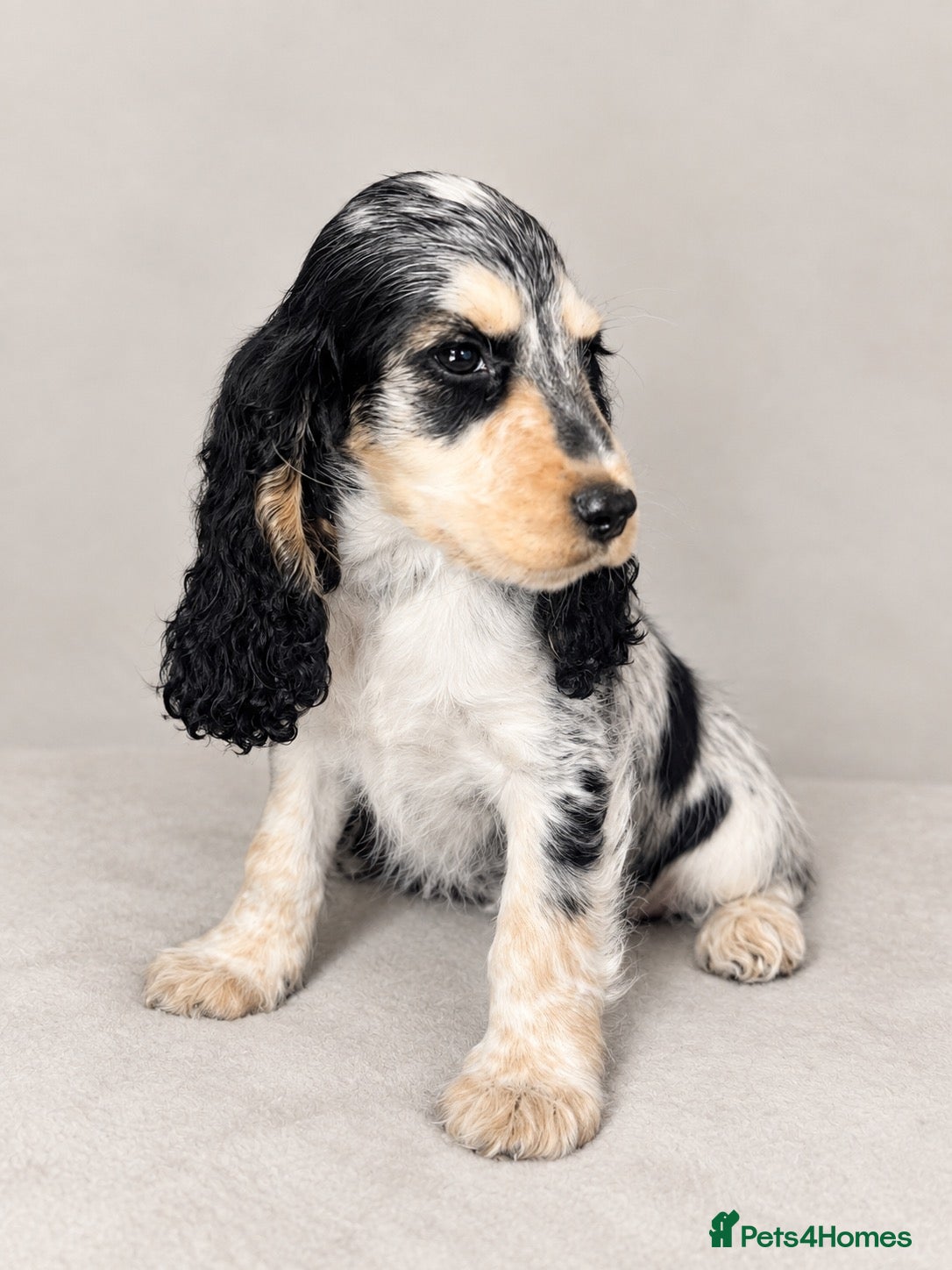 Cocker Spaniel dogs READY  GIRLS & BOYS  - Advert 2