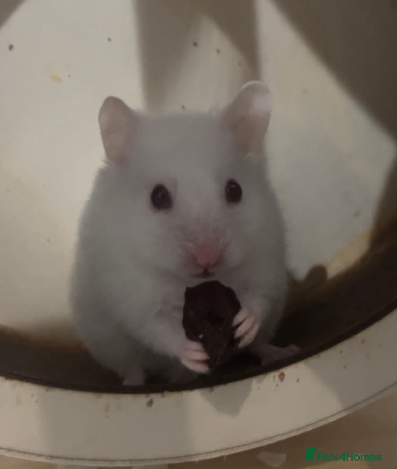 Hamster rodents Syrian baby hamsters, still looking for a home - Advert 3