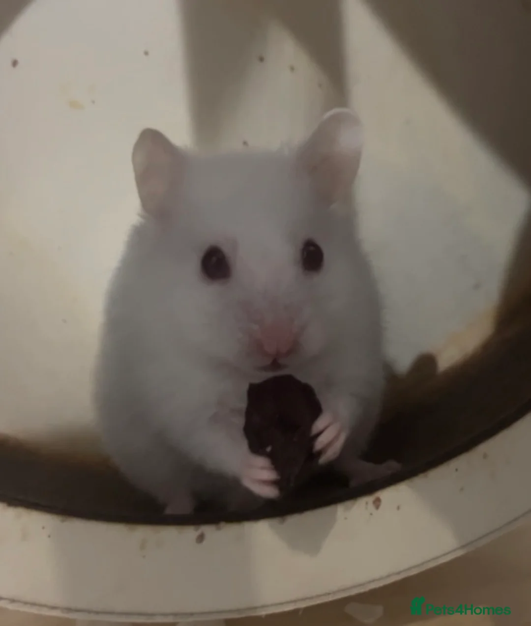 Hamster rodents for sale: Syrian baby hamsters, still looking for a home - Advert 1