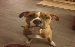 Mixed Breed dogs for sale: Boxer/Staff/Cane Corso Puppies for Sale - Advert 2