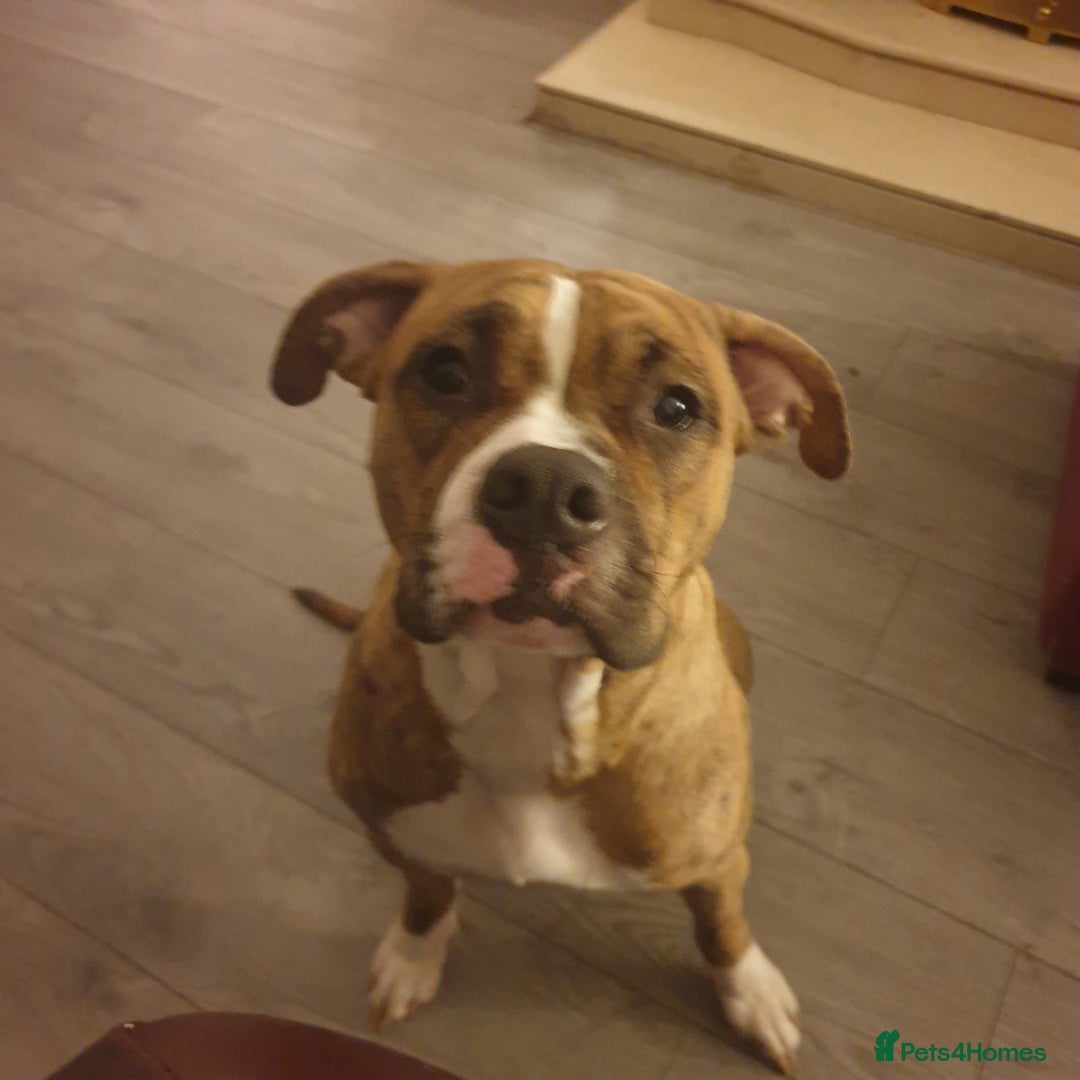 Mixed Breed dogs for sale: Boxer/Staff/Cane Corso Puppies for Sale - Advert 2