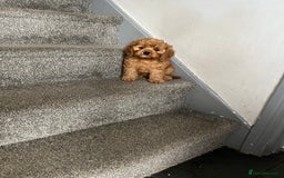 Cavapoo dogs for sale: Cavapoo pups ready to leave, forever homes only - Image 1