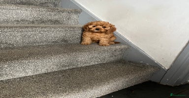 Cavapoo dogs - Advert 9