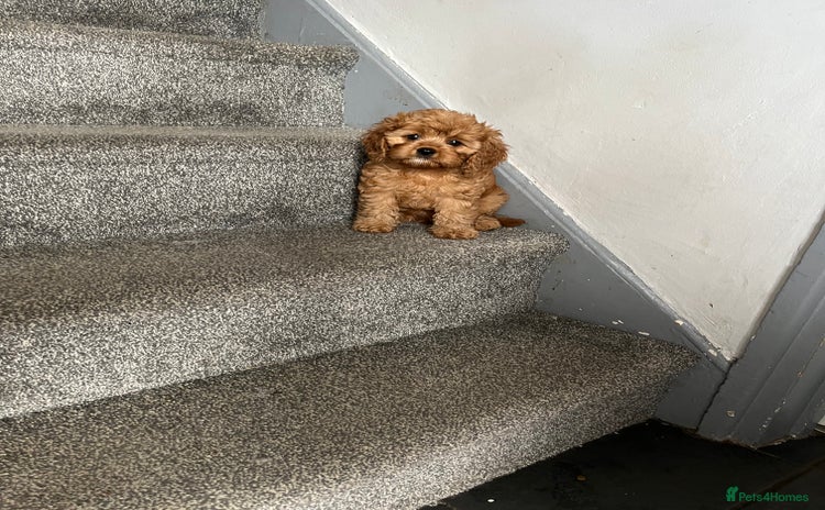 Cavapoo dogs - Advert 1
