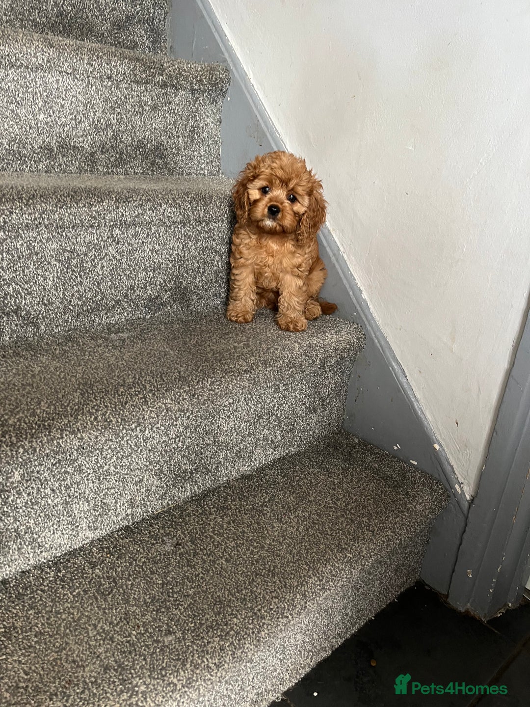 Cavapoo dogs for sale: Cavapoo pups ready to leave, forever homes only - Image 1