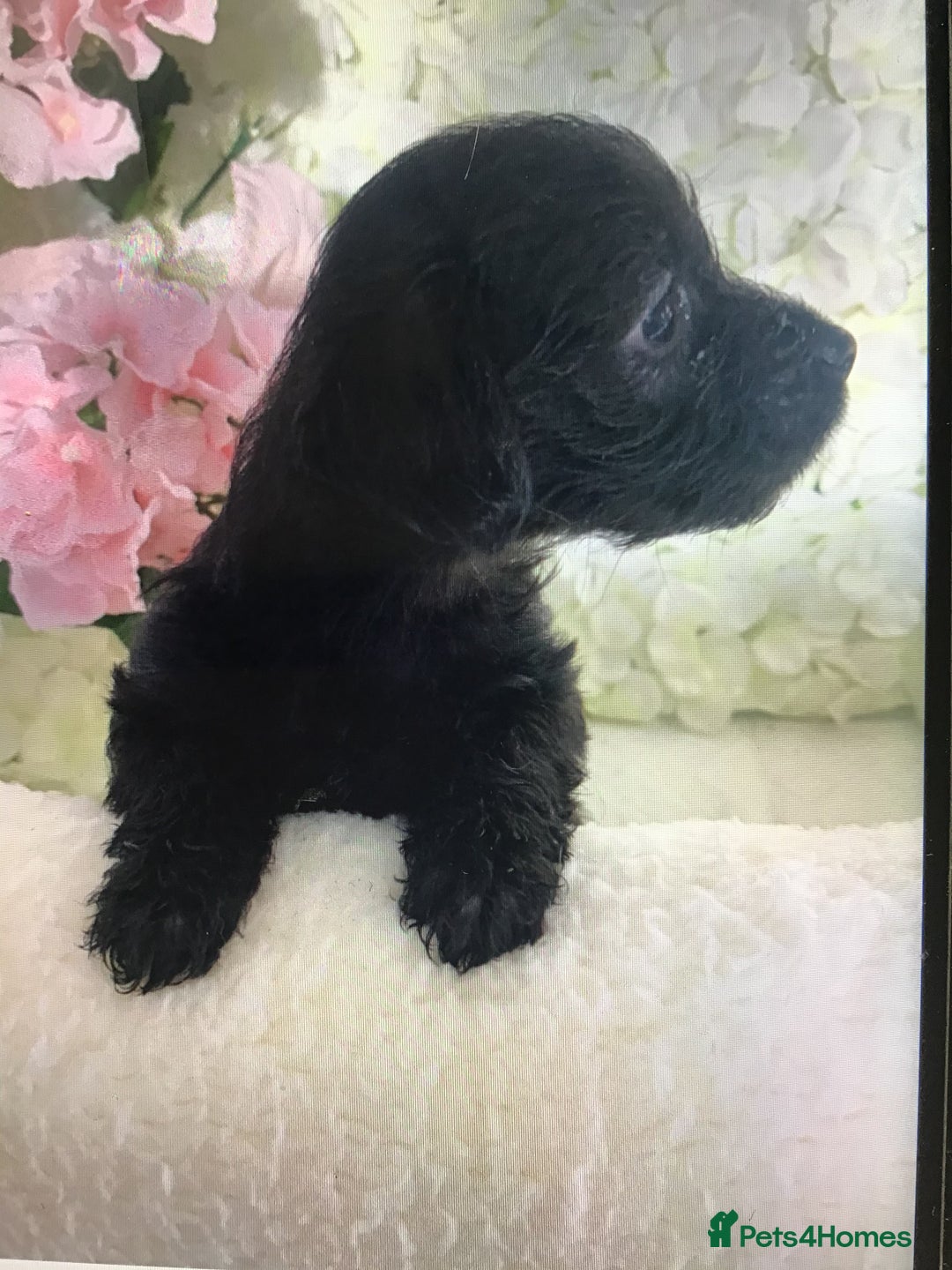 Jackapoo dogs for sale: ***READY NOW*** Gorgeous Jackapoo puppies - Image 3
