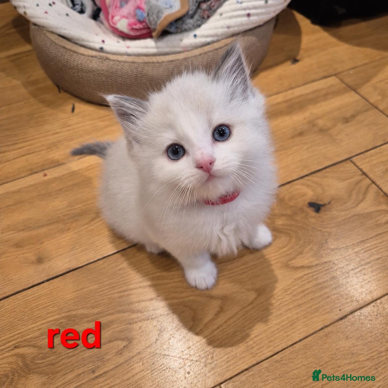 Ragdoll cats for sale: 🐾✨ Beautiful Ragdoll Kittens! ✨🐾 - Advert 3