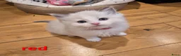 Ragdoll cats for sale: 🐾✨ Beautiful Ragdoll Kittens! ✨🐾 - Advert 6