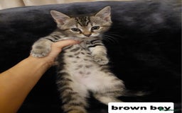 Mixed Breed cats for sale: Beautiful siver tabby kittens  - Image 5