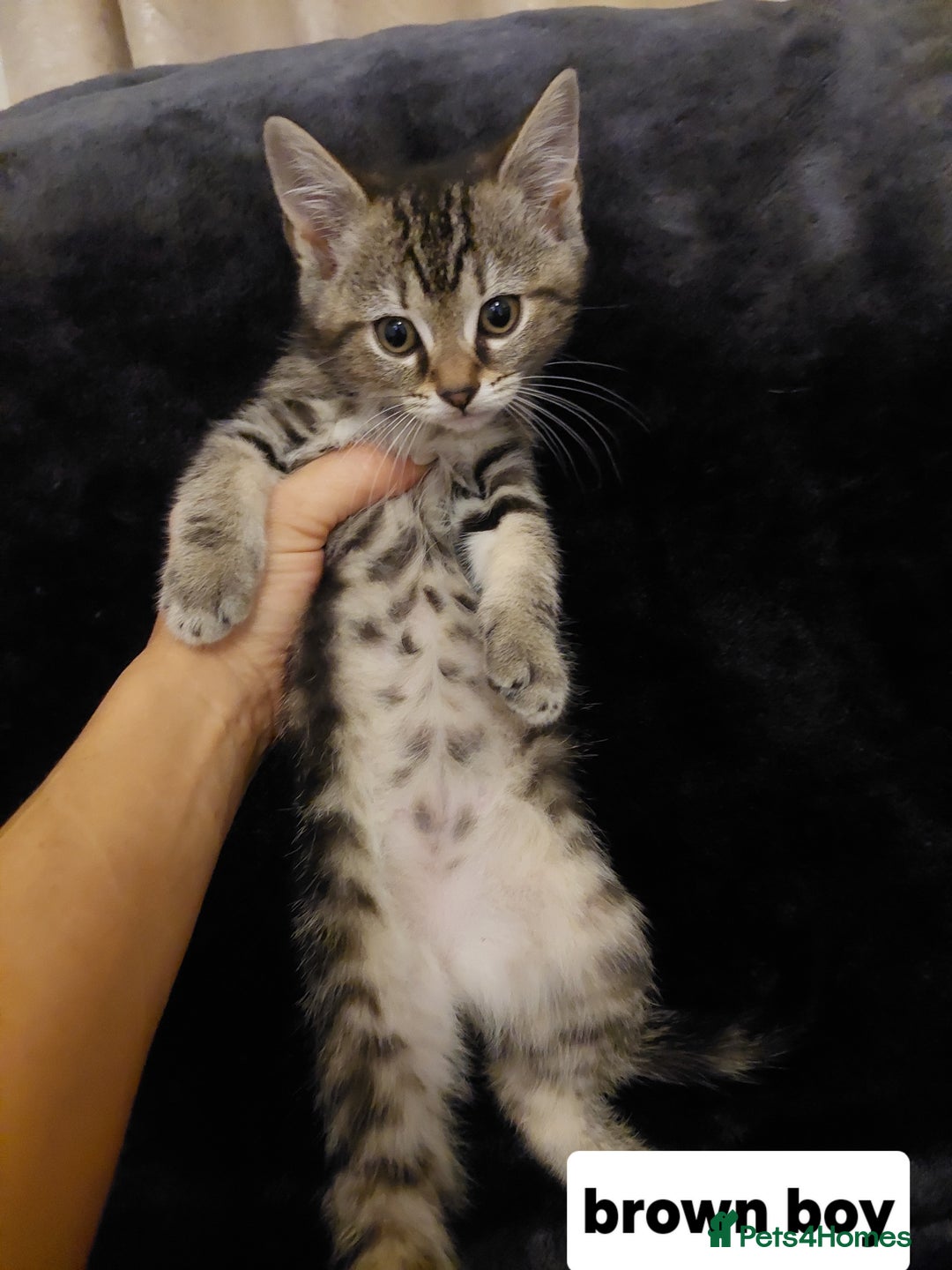 Mixed Breed cats for sale: Beautiful siver tabby kittens  - Image 5
