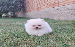 Pomeranian dogs for sale: Adorable Pomeranian Boy Puppy for Sale! - Image 6