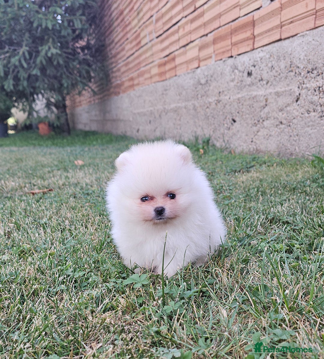 Pomeranian dogs for sale: Adorable Pomeranian Boy Puppy for Sale! - Image 6