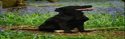 Labrador Retriever dogs for sale: 🐾 GORGEOUS LABRADOR PUPPIES – BORN 25TH SEPTEMBER - Advert 1