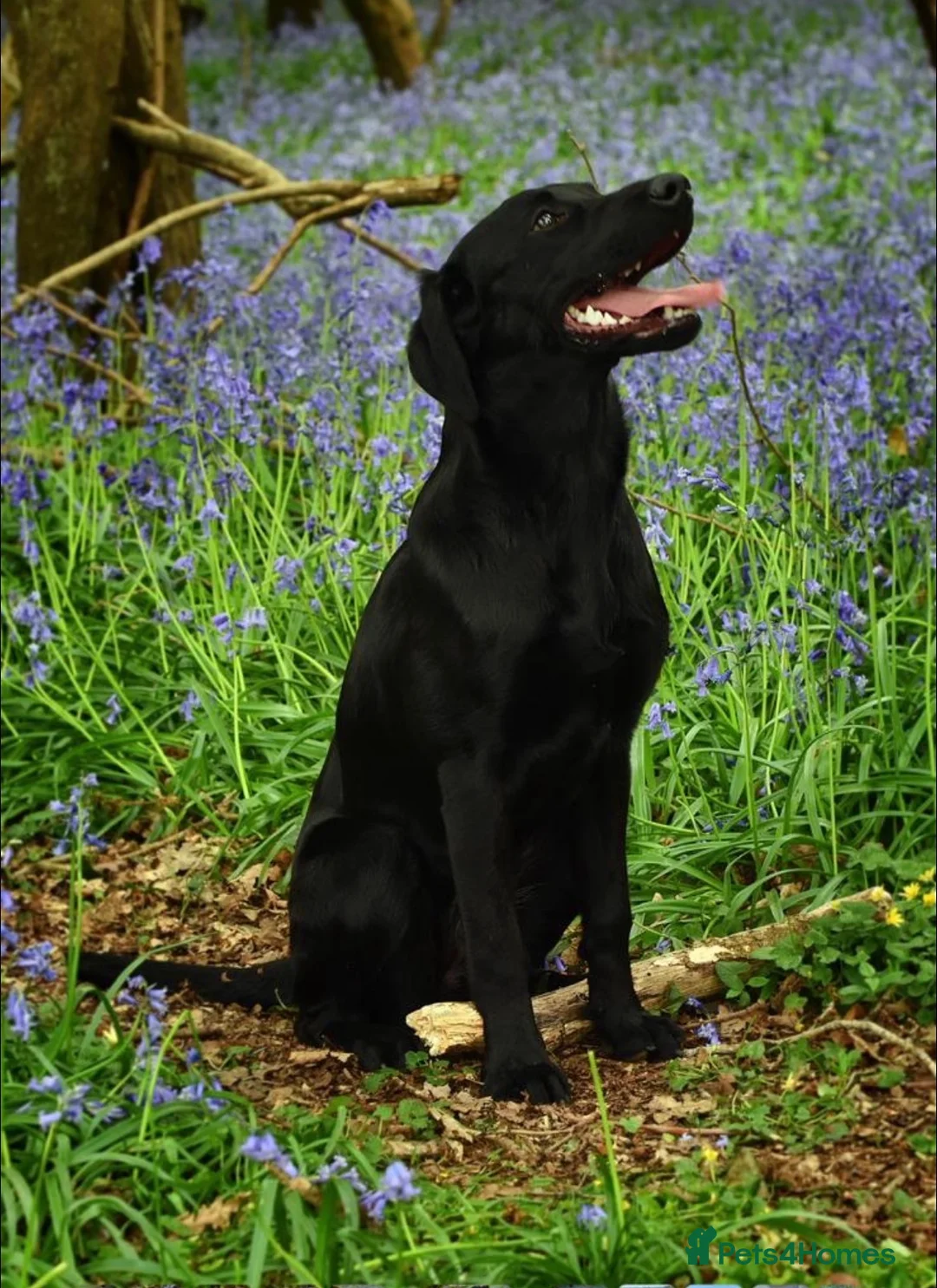 Labrador Retriever dogs for sale: 🐾 GORGEOUS LABRADOR PUPPIES – BORN 25TH SEPTEMBER - Advert 1